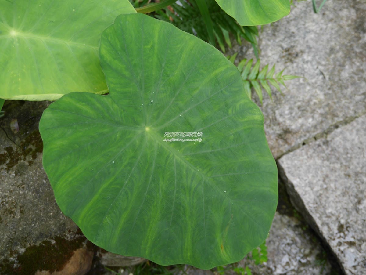 加浮水印P1450408 加浮水印P1450408