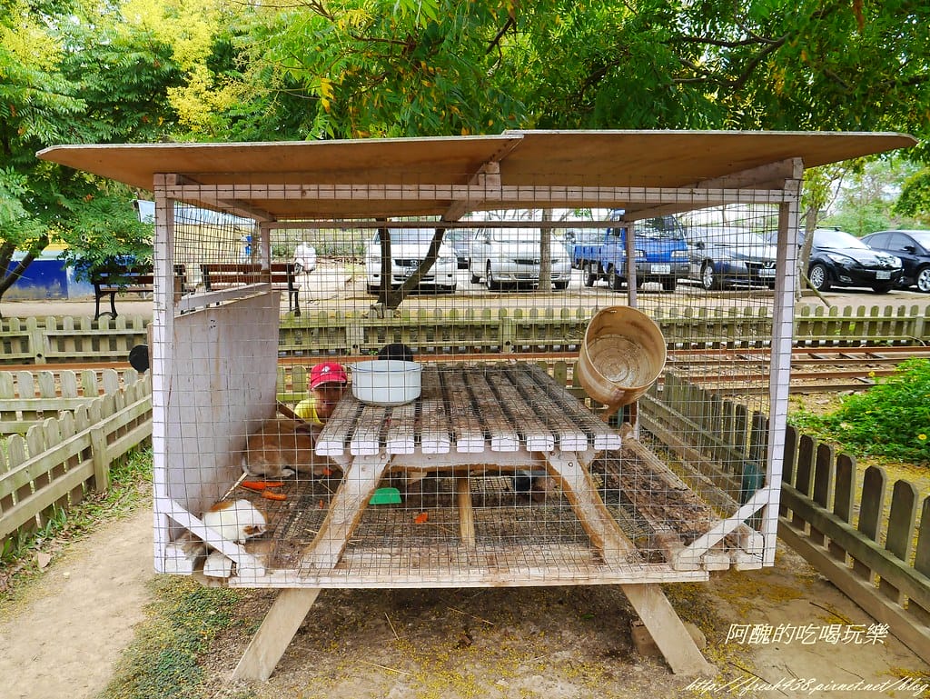【桃園一日遊景點】向陽農場,免費入園且免費停車,烤肉控窯兼賞花,餵食動物超有趣,親子活動超多元! - 第47張圖 P2110982