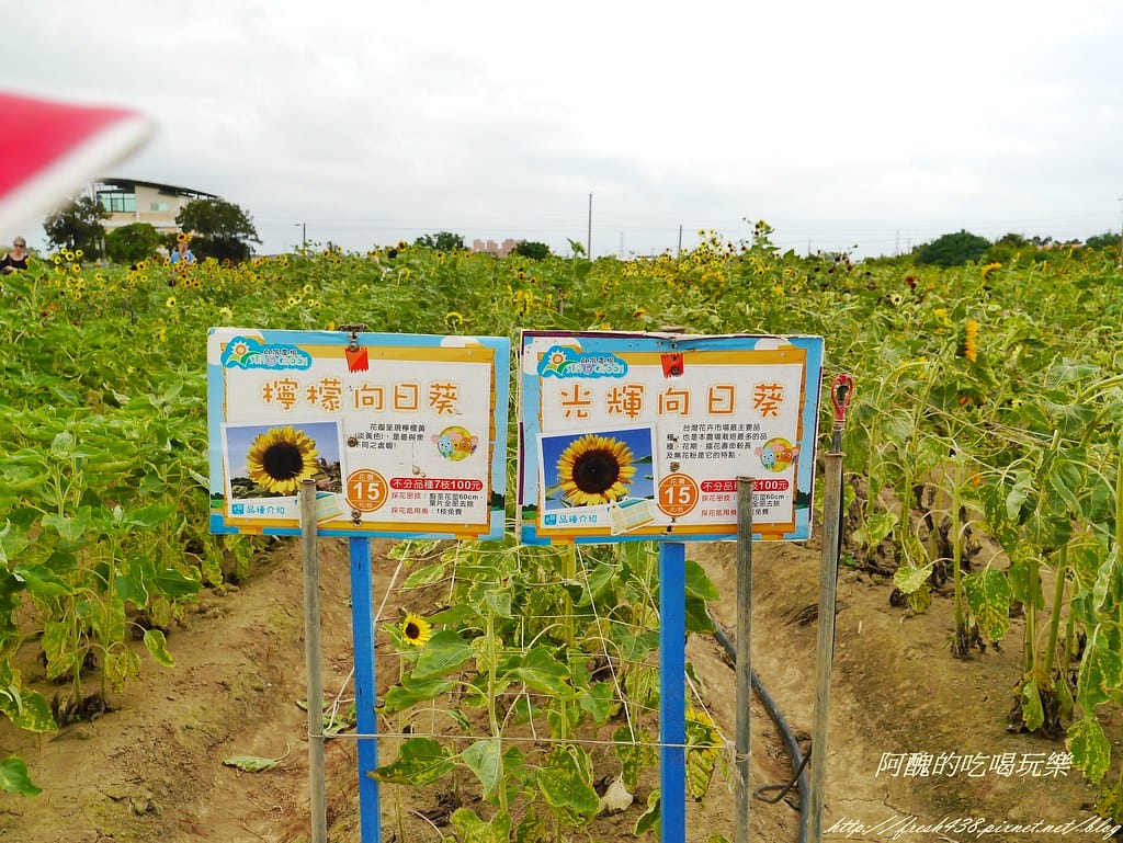 【桃園一日遊景點】向陽農場,免費入園且免費停車,烤肉控窯兼賞花,餵食動物超有趣,親子活動超多元! - 第76張圖 P2120063