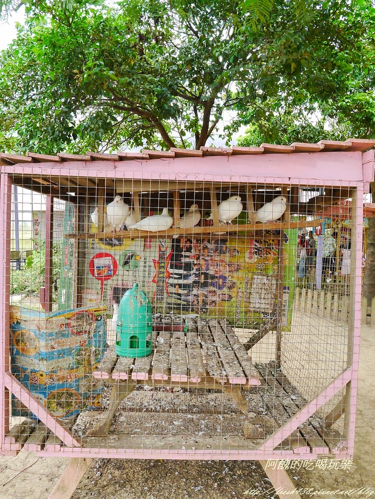 【桃園一日遊景點】向陽農場,免費入園且免費停車,烤肉控窯兼賞花,餵食動物超有趣,親子活動超多元! - 第45張圖 P2110974