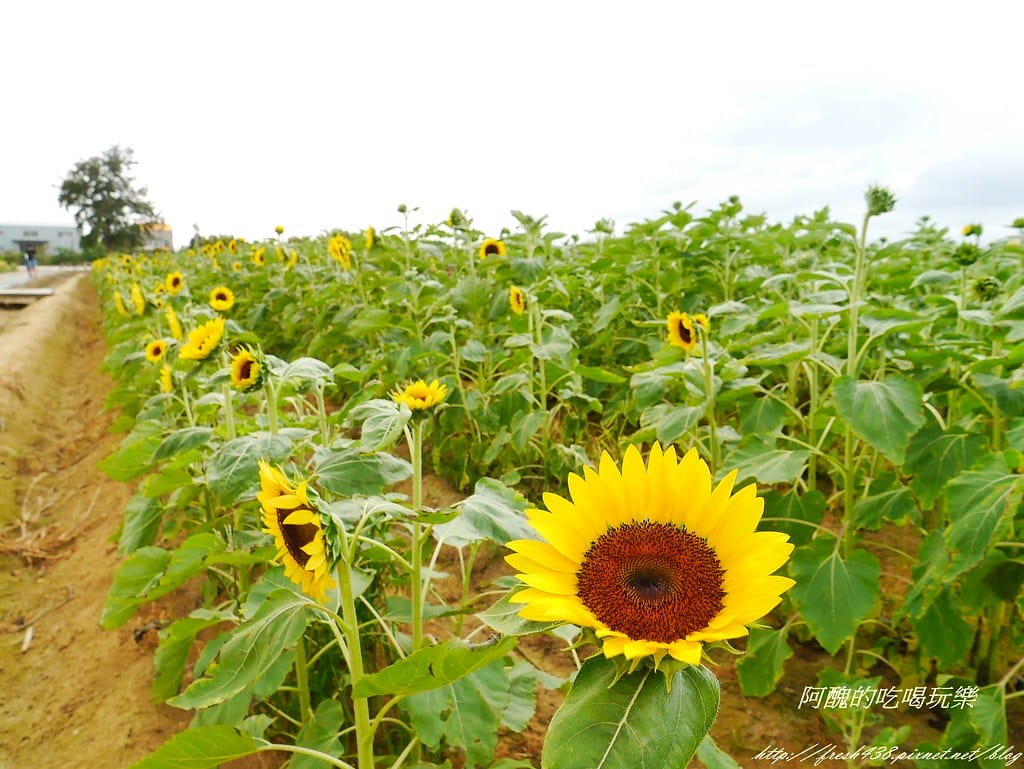 【桃園一日遊景點】向陽農場,免費入園且免費停車,烤肉控窯兼賞花,餵食動物超有趣,親子活動超多元! - 第78張圖 P2120090
