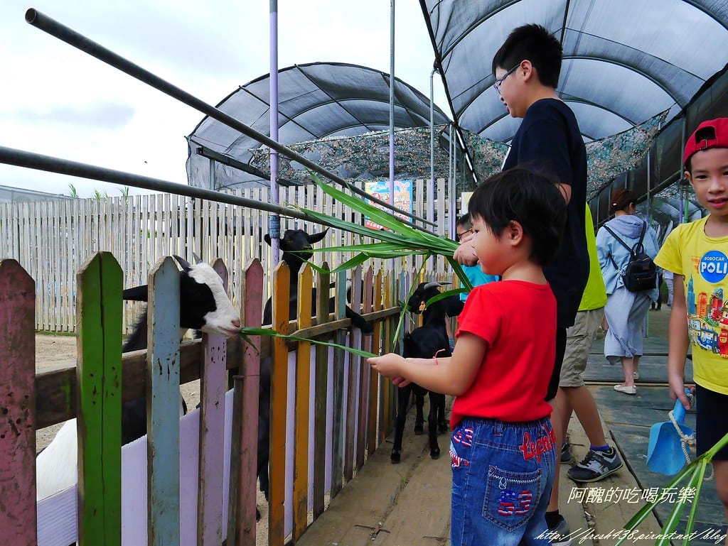 【桃園一日遊景點】向陽農場,免費入園且免費停車,烤肉控窯兼賞花,餵食動物超有趣,親子活動超多元! - 第58張圖 P2120053