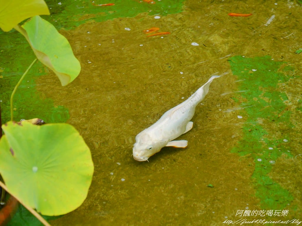 【桃園親子餐廳】7號驛站,位於大溪慈湖旁的景觀餐廳,手作餐點超美味,還有沙坑與賽車讓孩子樂不思蜀。 - 第26張圖 P2400705