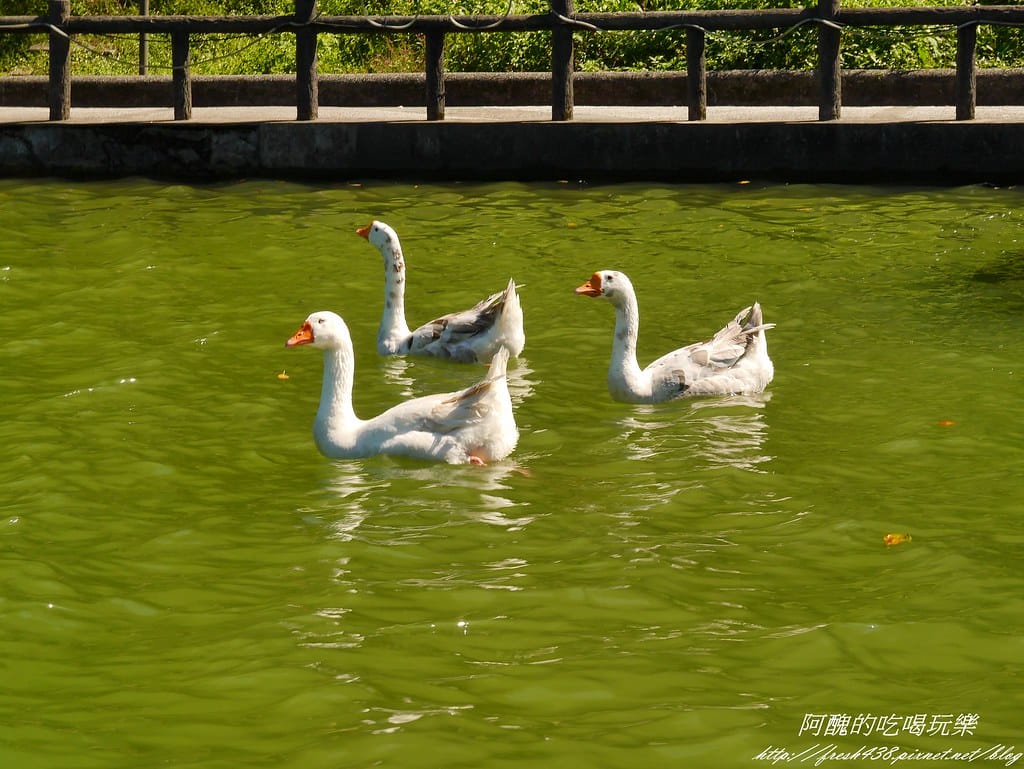 【宜蘭免費景點】長埤湖風景區,餵小動物、騎碰碰車、玩盪鞦韆、欣賞湖景、附設露營區,三星鄉親子旅遊好去處。 - 第24張圖 P2420442