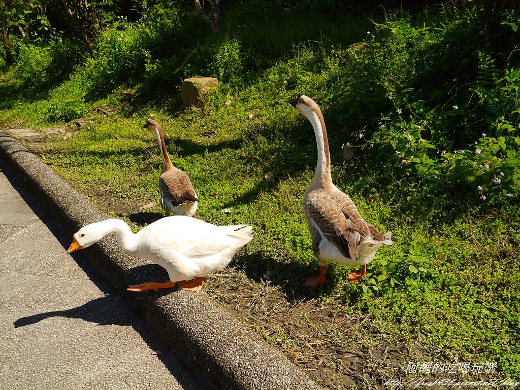 【宜蘭免費景點】長埤湖風景區,餵小動物、騎碰碰車、玩盪鞦韆、欣賞湖景、附設露營區,三星鄉親子旅遊好去處。 - 第26張圖 P2420397