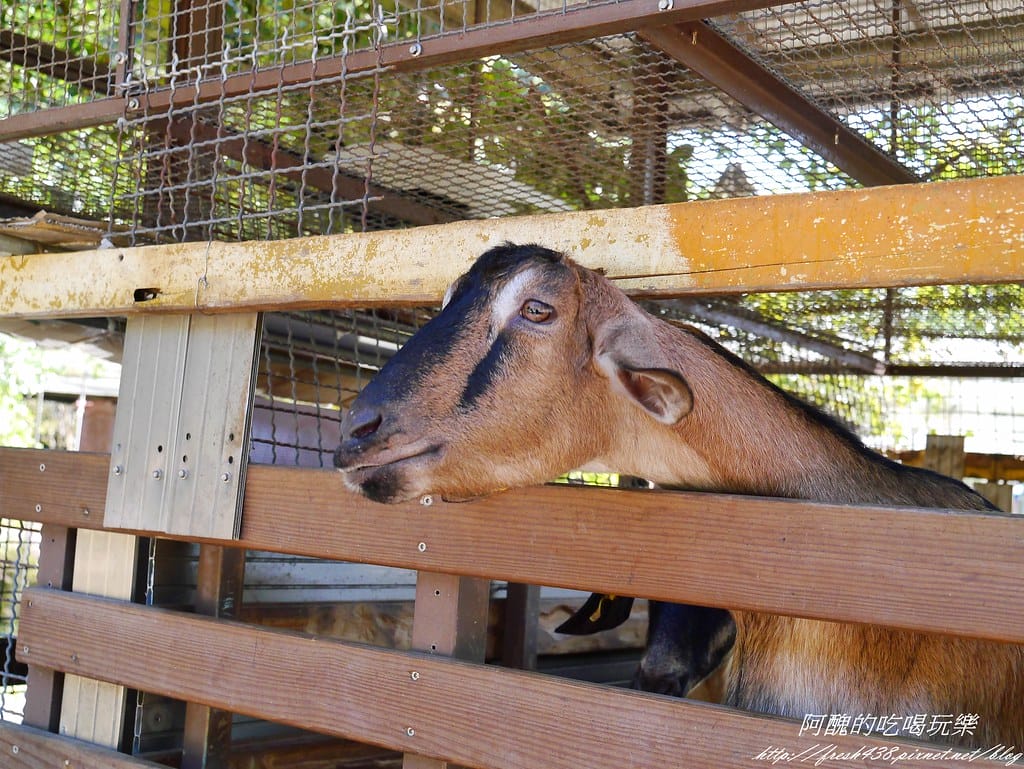 【宜蘭免費景點】長埤湖風景區,餵小動物、騎碰碰車、玩盪鞦韆、欣賞湖景、附設露營區,三星鄉親子旅遊好去處。 - 第16張圖 P2420489