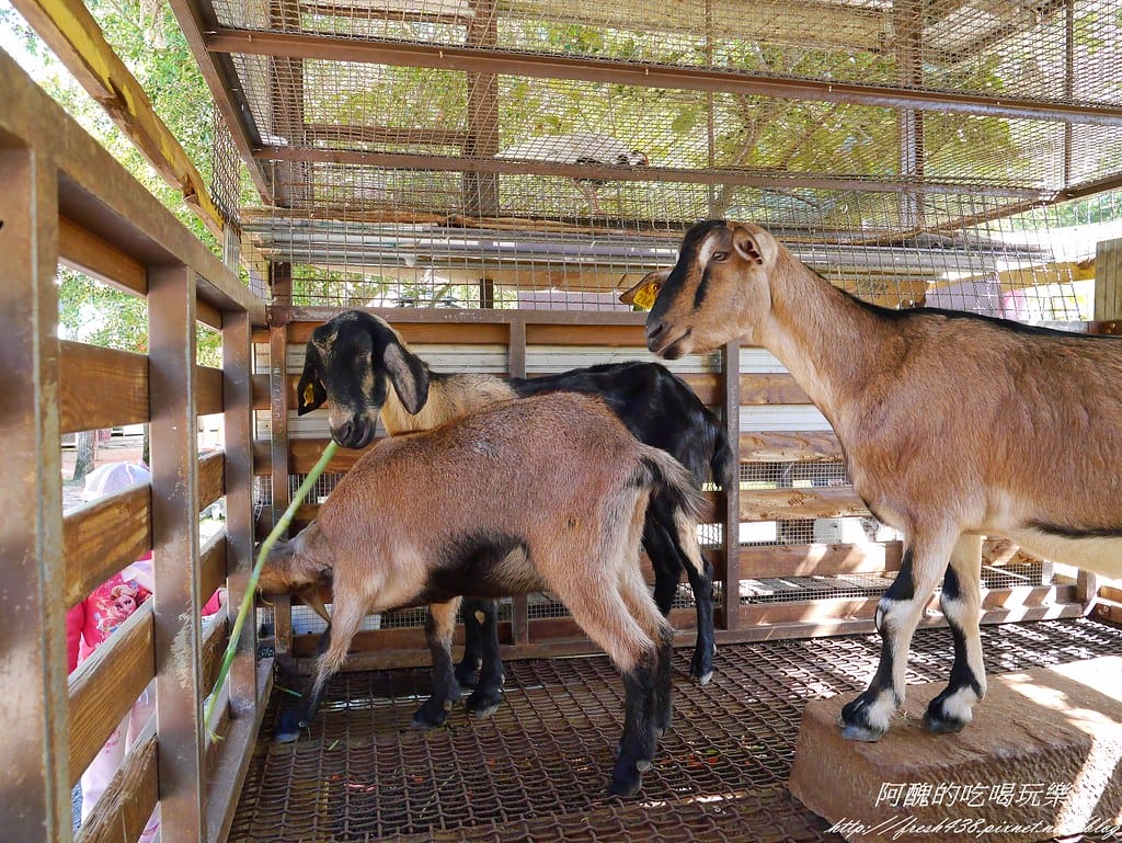 【宜蘭免費景點】長埤湖風景區,餵小動物、騎碰碰車、玩盪鞦韆、欣賞湖景、附設露營區,三星鄉親子旅遊好去處。 - 第17張圖 P2420482