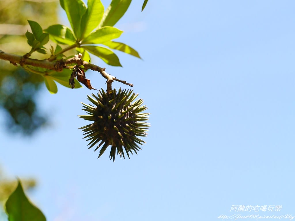 【宜蘭民宿】逢春園,春色滿園、風光明媚,使人心靈富足、重新得力的居所。 - 第115張圖 P2420340