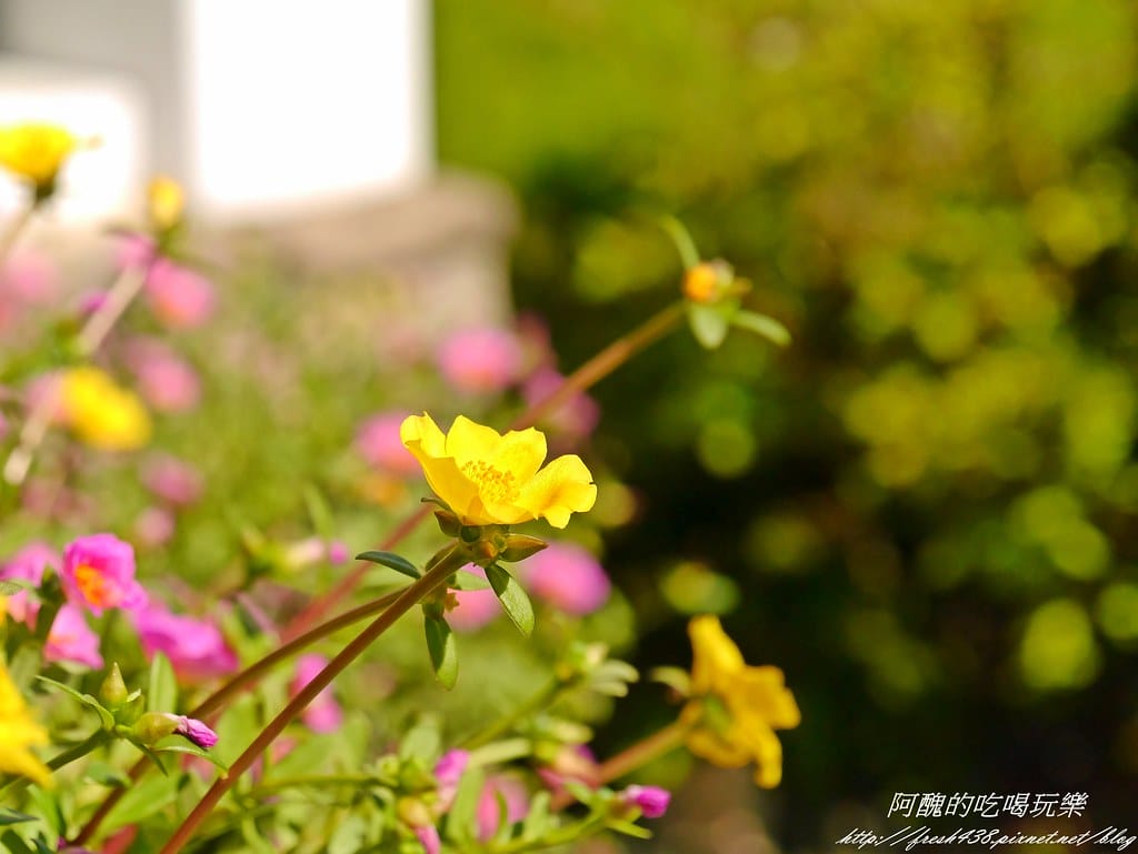 【宜蘭民宿】逢春園,春色滿園、風光明媚,使人心靈富足、重新得力的居所。 - 第113張圖 P2420329