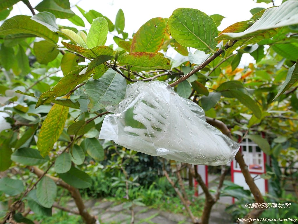 【宜蘭景點】幸福20號農場,窯烤披薩、原木鉛筆、檸檬醋、紅豆麻糬DIY,多樣動物可餵食、吹泡泡、打水仗,還有精緻餐點與下午茶。 - 第142張圖 P1003635