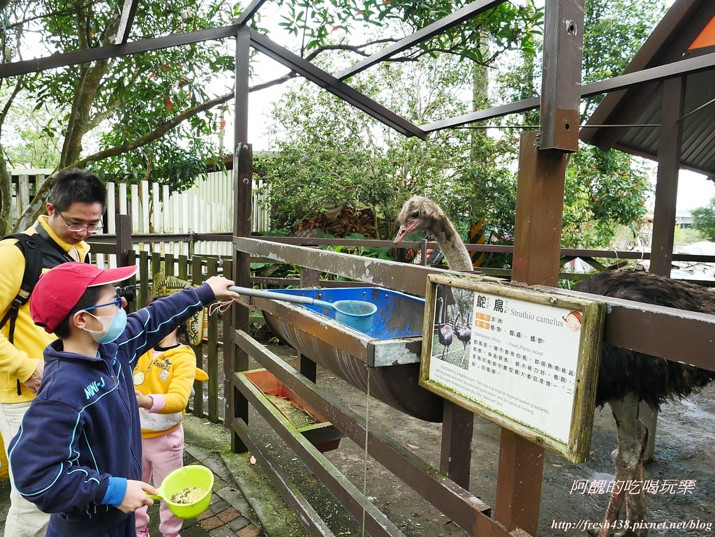 【宜蘭景點】幸福20號農場,窯烤披薩、原木鉛筆、檸檬醋、紅豆麻糬DIY,多樣動物可餵食、吹泡泡、打水仗,還有精緻餐點與下午茶。 - 第122張圖 P1520645
