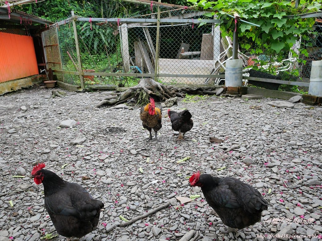 【宜蘭景點】幸福20號農場,窯烤披薩、原木鉛筆、檸檬醋、紅豆麻糬DIY,多樣動物可餵食、吹泡泡、打水仗,還有精緻餐點與下午茶。 - 第130張圖 P1003609