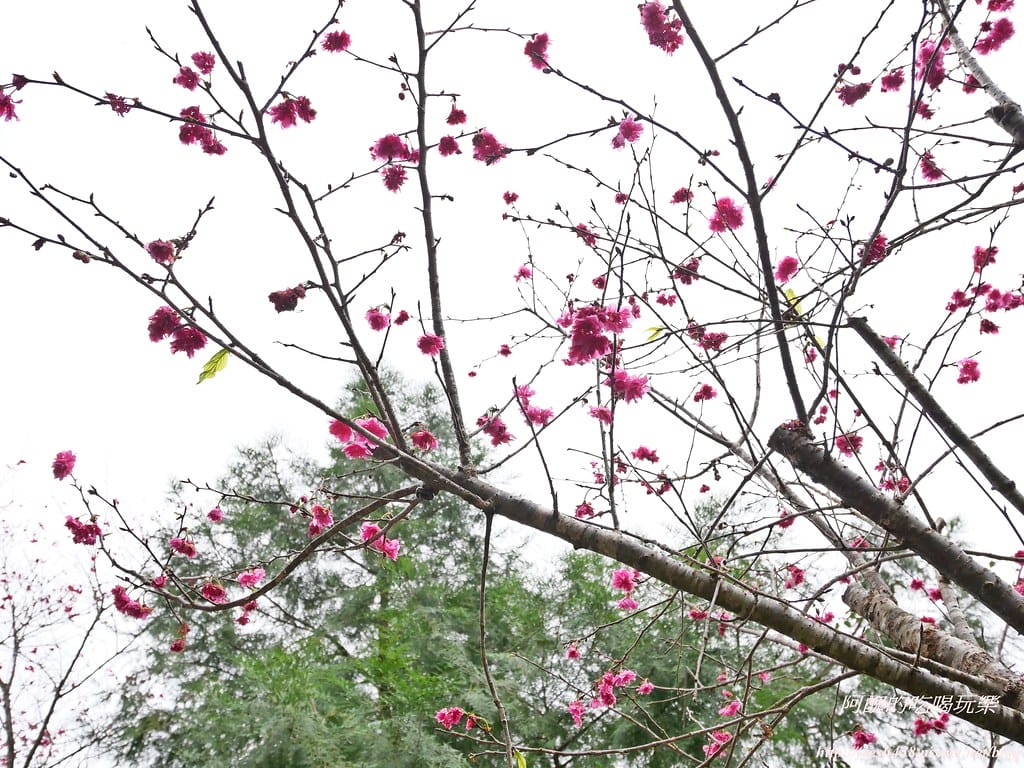 【宜蘭景點】幸福20號農場,窯烤披薩、原木鉛筆、檸檬醋、紅豆麻糬DIY,多樣動物可餵食、吹泡泡、打水仗,還有精緻餐點與下午茶。 - 第33張圖 P1003640