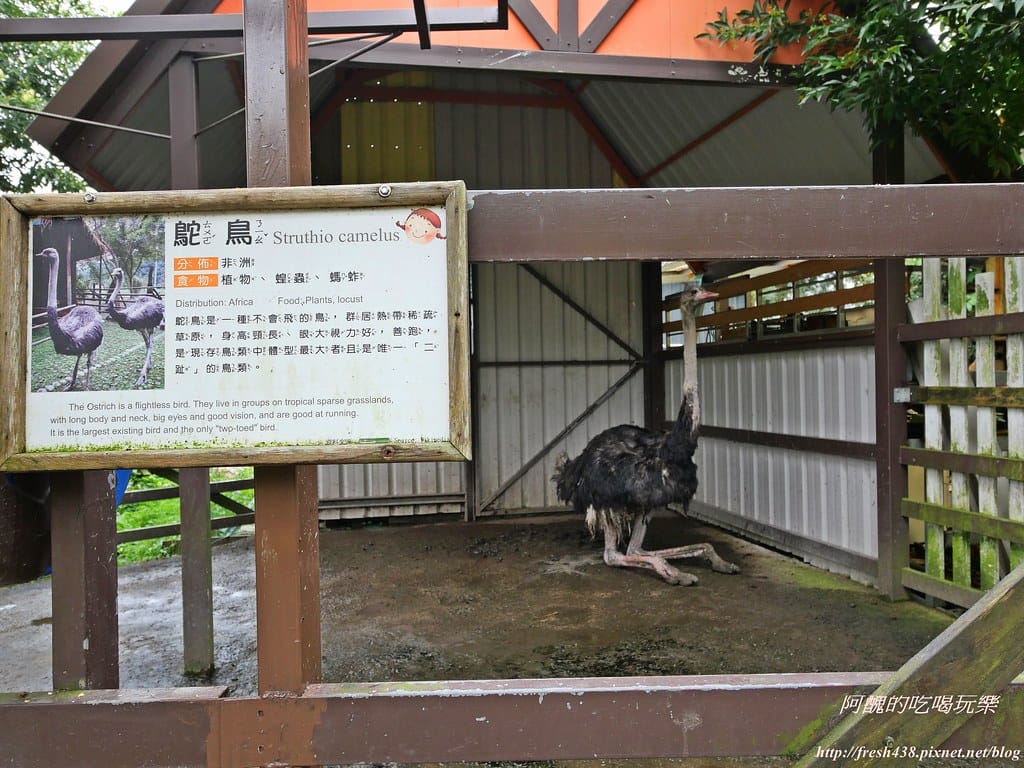 【宜蘭景點】幸福20號農場,窯烤披薩、原木鉛筆、檸檬醋、紅豆麻糬DIY,多樣動物可餵食、吹泡泡、打水仗,還有精緻餐點與下午茶。 - 第119張圖 P1003596