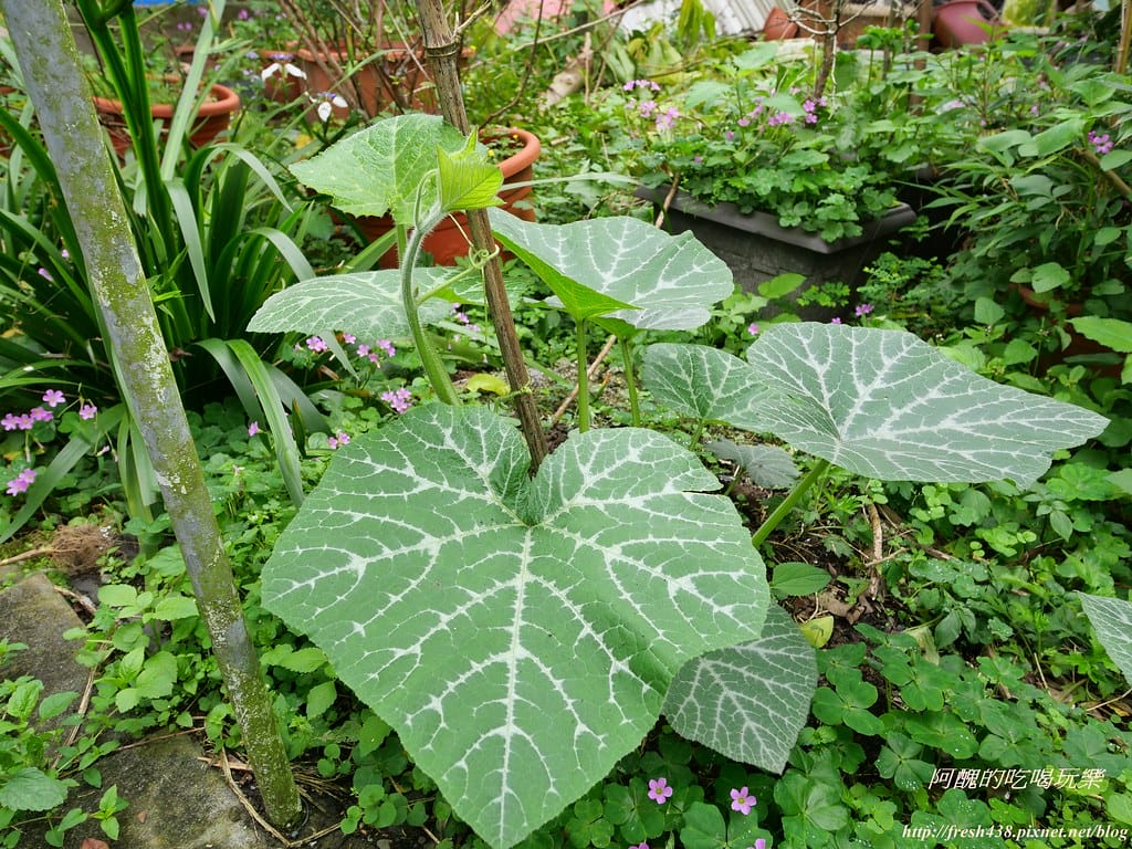【宜蘭景點】幸福20號農場,窯烤披薩、原木鉛筆、檸檬醋、紅豆麻糬DIY,多樣動物可餵食、吹泡泡、打水仗,還有精緻餐點與下午茶。 - 第140張圖 P1003602