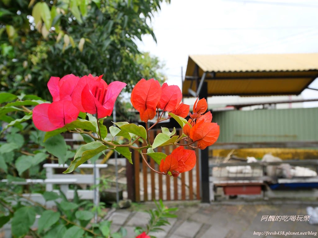 【宜蘭景點】幸福20號農場,窯烤披薩、原木鉛筆、檸檬醋、紅豆麻糬DIY,多樣動物可餵食、吹泡泡、打水仗,還有精緻餐點與下午茶。 - 第139張圖 P1003601