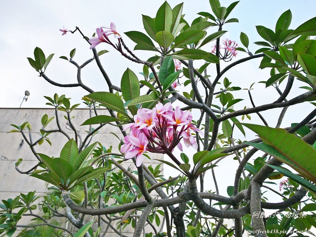 P1500139