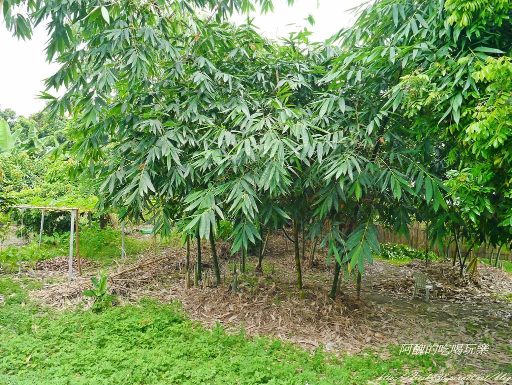 【防蚊推薦】叮寧小黑蚊超長效防蚊液、叮寧寶貝精油小黑蚊防蚊液,輕鬆跟蚊子與小黑蚊說掰掰。 - 第25張圖 1535349097-2969953186_l