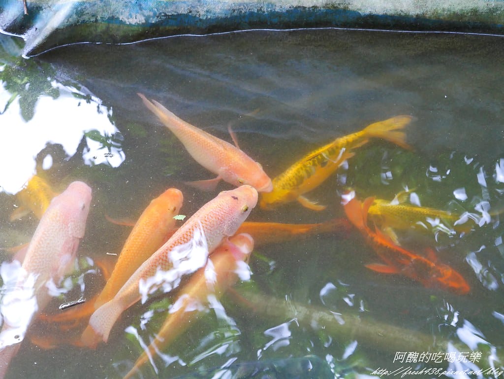 【宜蘭景點】農夫青蔥體驗農場,拔三星蔥、洗蔥、自製蔥油餅、彩繪活動,夏季開放捉泥鰍,還有可愛動物能餵食。 - 第40張圖 P1570933