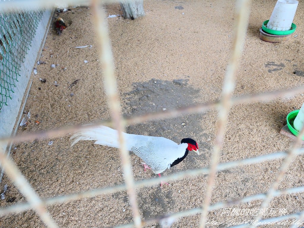 【宜蘭景點】農夫青蔥體驗農場,拔三星蔥、洗蔥、自製蔥油餅、彩繪活動,夏季開放捉泥鰍,還有可愛動物能餵食。 - 第37張圖 P1007280