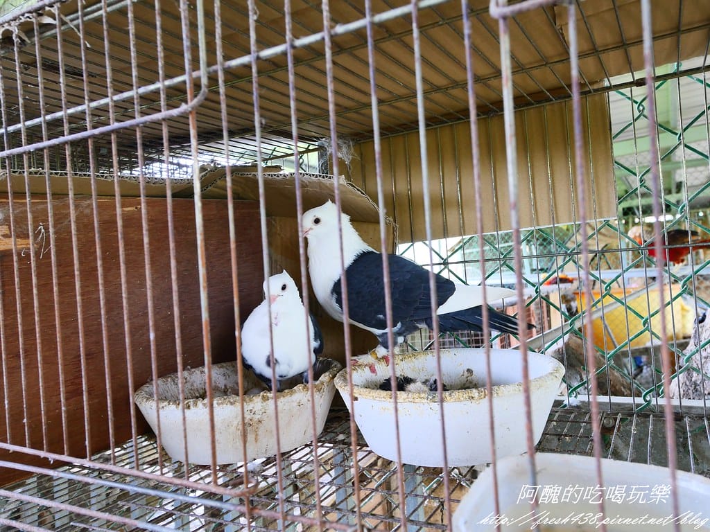 【宜蘭景點】農夫青蔥體驗農場,拔三星蔥、洗蔥、自製蔥油餅、彩繪活動,夏季開放捉泥鰍,還有可愛動物能餵食。 - 第36張圖 P1007277