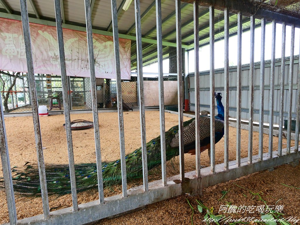【宜蘭景點】農夫青蔥體驗農場,拔三星蔥、洗蔥、自製蔥油餅、彩繪活動,夏季開放捉泥鰍,還有可愛動物能餵食。 - 第35張圖 P1007276