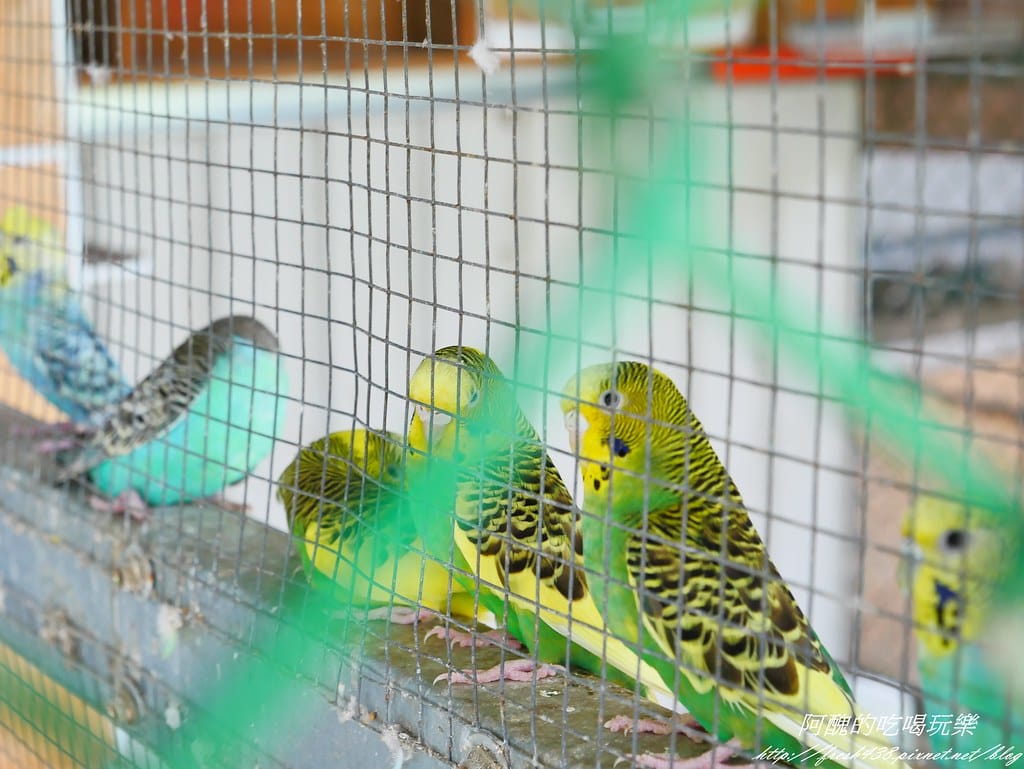 【宜蘭景點】農夫青蔥體驗農場,拔三星蔥、洗蔥、自製蔥油餅、彩繪活動,夏季開放捉泥鰍,還有可愛動物能餵食。 - 第38張圖 P1570931
