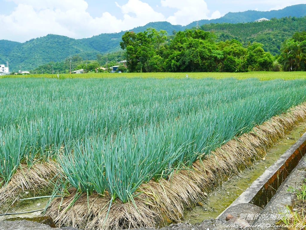 【宜蘭景點】農夫青蔥體驗農場,拔三星蔥、洗蔥、自製蔥油餅、彩繪活動,夏季開放捉泥鰍,還有可愛動物能餵食。 - 第29張圖 P1570939