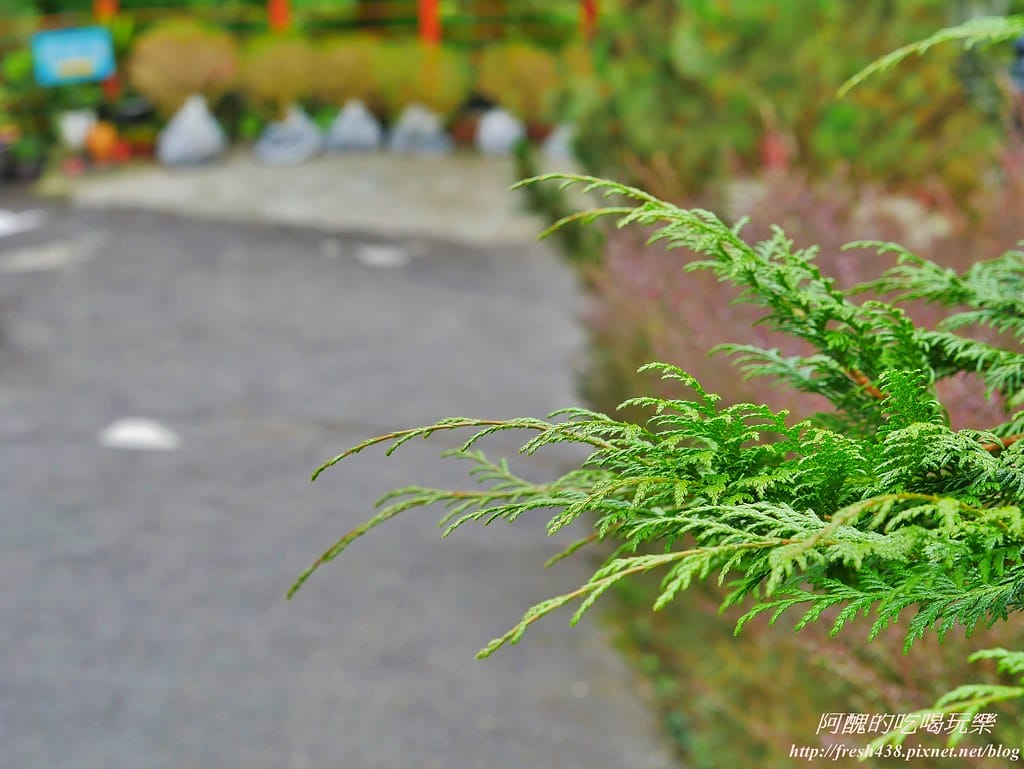 【南投住宿推薦】清境佛羅倫斯渡假山莊,美到讓您屏息,餐點一流、環境絕佳,更是寵物友善民宿哦! - 第134張圖 81-2