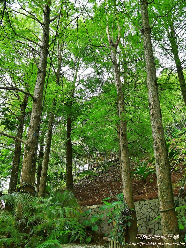 【南投住宿推薦】清境佛羅倫斯渡假山莊,美到讓您屏息,餐點一流、環境絕佳,更是寵物友善民宿哦! - 第137張圖 78-1