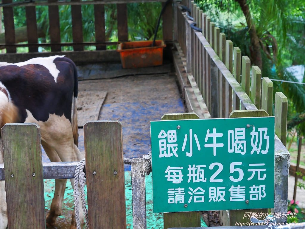 【苗栗景點】四方鮮乳牧場,瘋滑草、餵小牛、吃美食、做披薩,還可露營超有趣! - 第33張圖 29-3