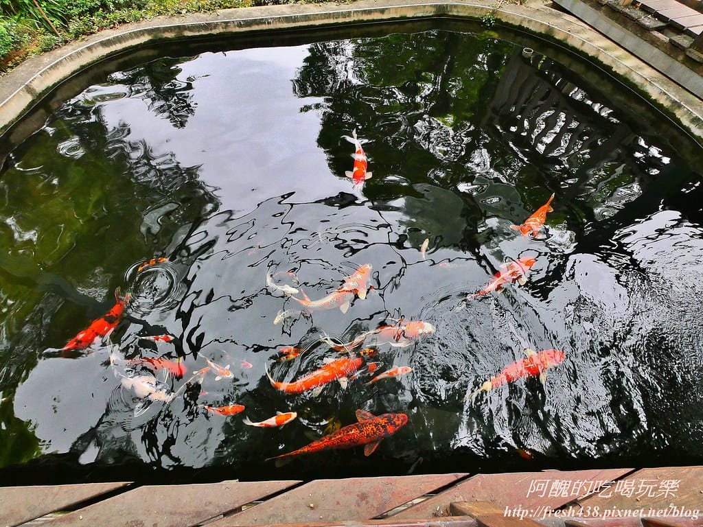 【苗栗景點】四方鮮乳牧場,瘋滑草、餵小牛、吃美食、做披薩,還可露營超有趣! - 第70張圖 59