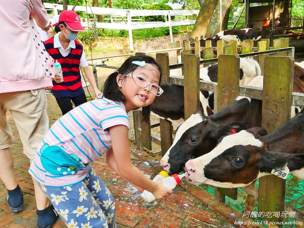 【苗栗景點】四方鮮乳牧場,瘋滑草、餵小牛、吃美食、做披薩,還可露營超有趣! - 第35張圖 30