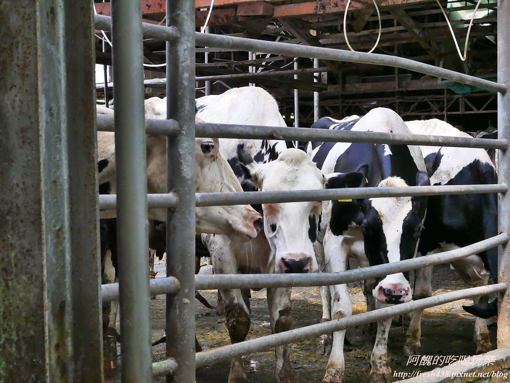 【苗栗景點】四方鮮乳牧場,瘋滑草、餵小牛、吃美食、做披薩,還可露營超有趣! - 第31張圖 28