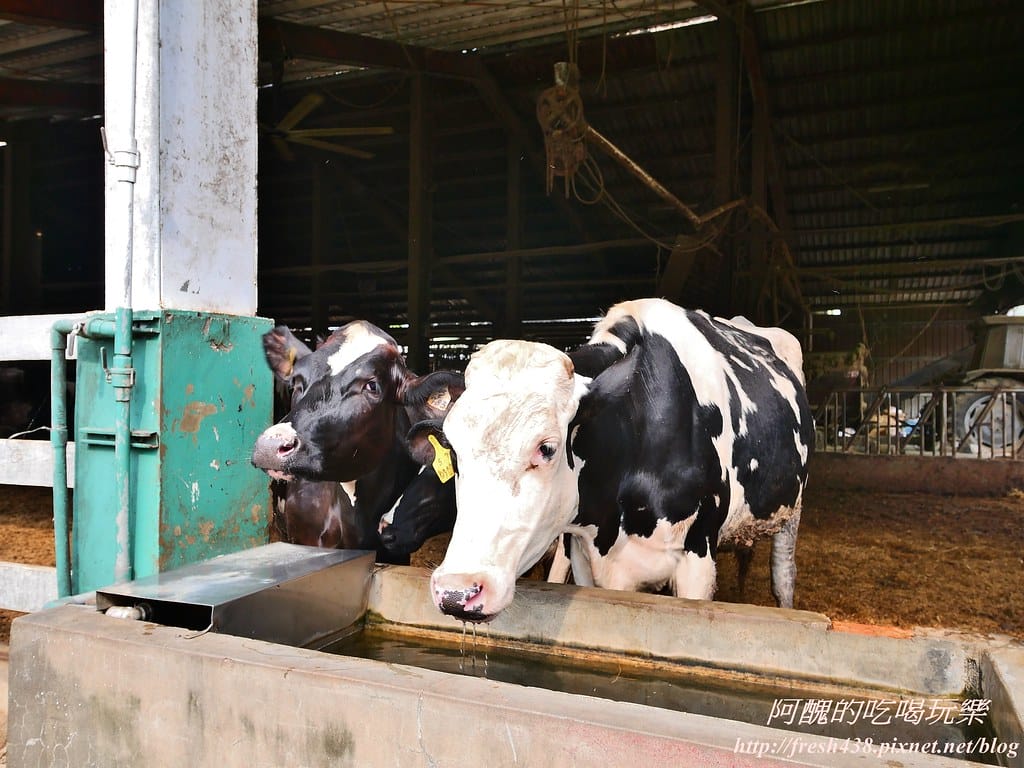 【苗栗景點】四方鮮乳牧場,瘋滑草、餵小牛、吃美食、做披薩,還可露營超有趣! - 第12張圖 9
