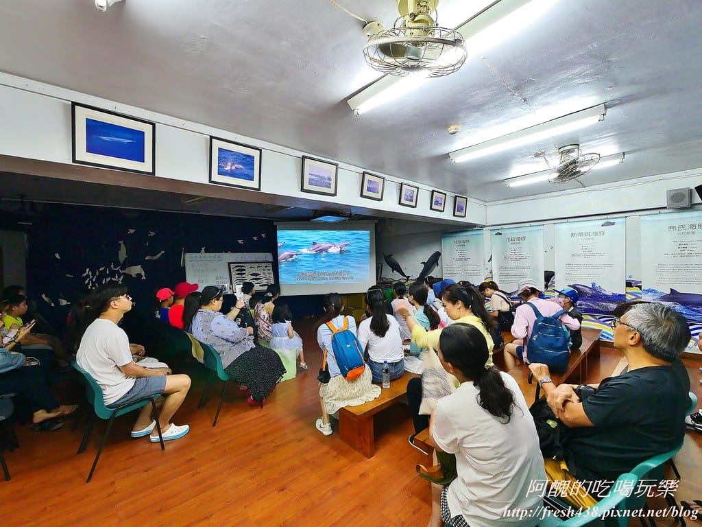 花蓮賞鯨,開啟奇幻旅程,實現出海願望,花蓮親子旅遊必推行程! - 第8張圖 5