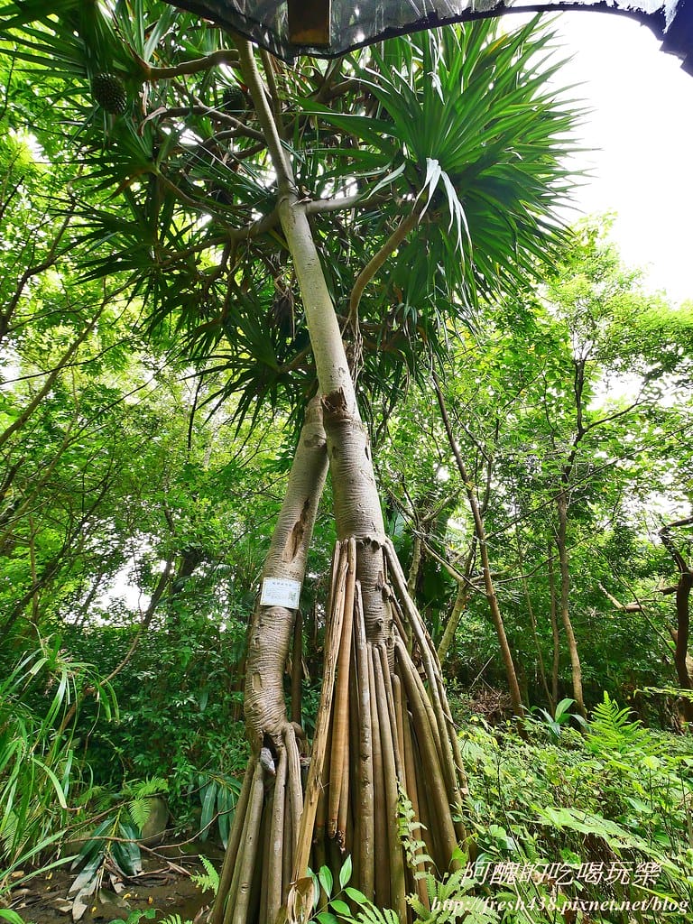 【新北景點】五股準園休閒農場,生態教學一級棒,夏日戲水、手製披薩、體驗釣蝦,四月與九月都有螢火蟲可觀賞! - 第55張圖 80-9