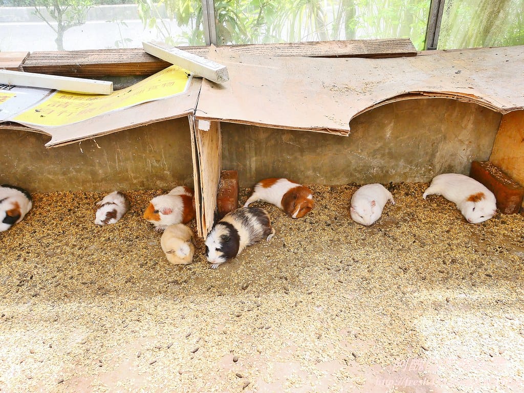 【新北景點】五股準園休閒農場,生態教學一級棒,夏日戲水、手製披薩、體驗釣蝦,四月與九月都有螢火蟲可觀賞! - 第102張圖 32