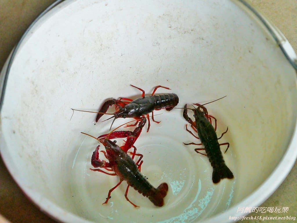 【新北景點】五股準園休閒農場,生態教學一級棒,夏日戲水、手製披薩、體驗釣蝦,四月與九月都有螢火蟲可觀賞! - 第71張圖 25-1