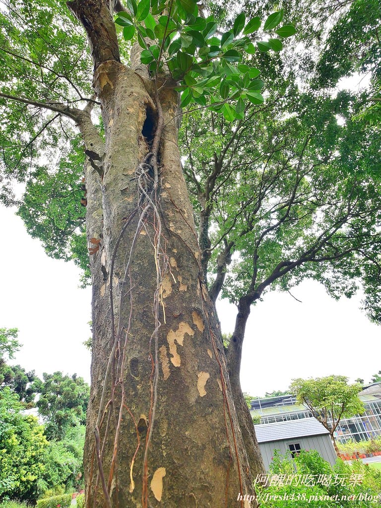 【新北景點】五股準園休閒農場,生態教學一級棒,夏日戲水、手製披薩、體驗釣蝦,四月與九月都有螢火蟲可觀賞! - 第48張圖 80-3