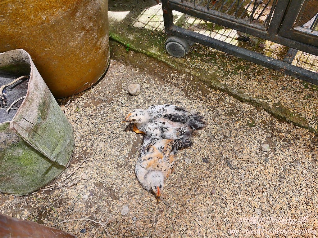 【新北景點】五股準園休閒農場,生態教學一級棒,夏日戲水、手製披薩、體驗釣蝦,四月與九月都有螢火蟲可觀賞! - 第103張圖 32-2