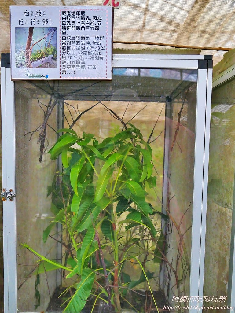 【新北景點】五股準園休閒農場,生態教學一級棒,夏日戲水、手製披薩、體驗釣蝦,四月與九月都有螢火蟲可觀賞! - 第32張圖 13