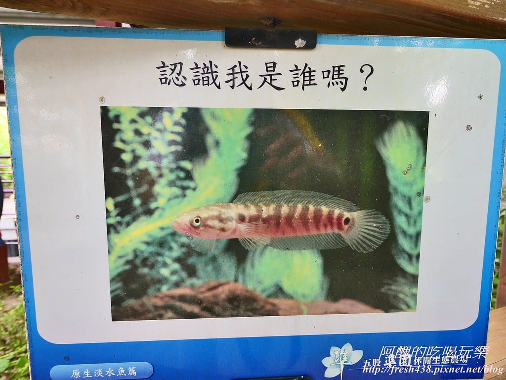 【新北景點】五股準園休閒農場,生態教學一級棒,夏日戲水、手製披薩、體驗釣蝦,四月與九月都有螢火蟲可觀賞! - 第15張圖 81-3