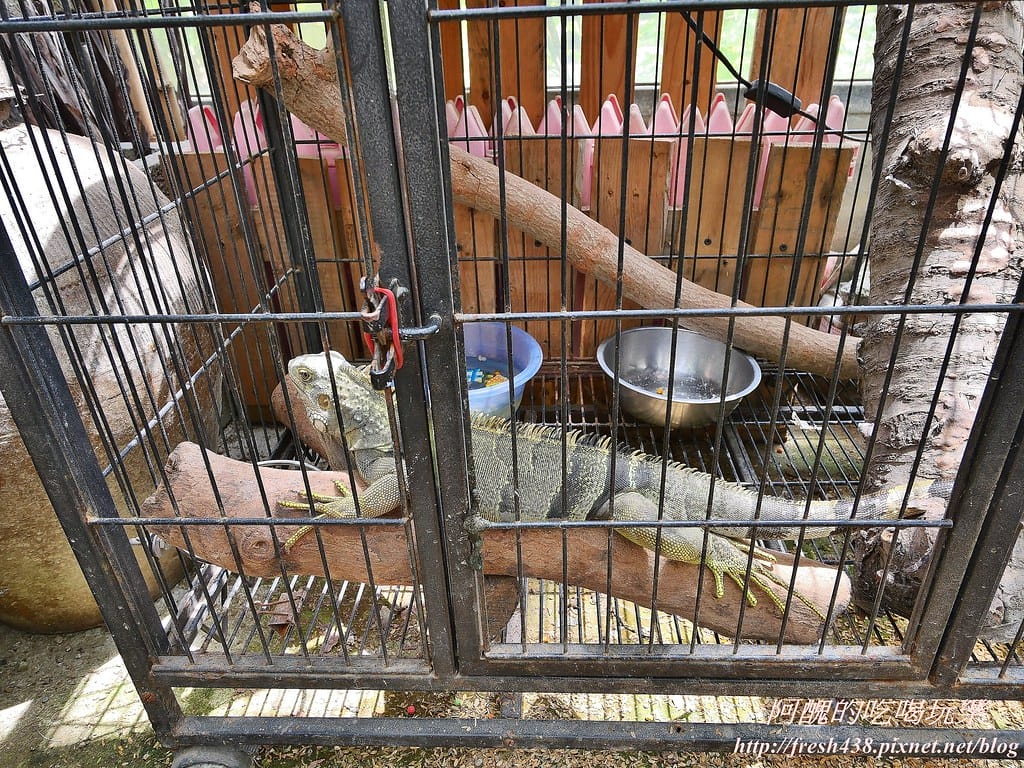 【新北景點】五股準園休閒農場,生態教學一級棒,夏日戲水、手製披薩、體驗釣蝦,四月與九月都有螢火蟲可觀賞! - 第106張圖 32-5