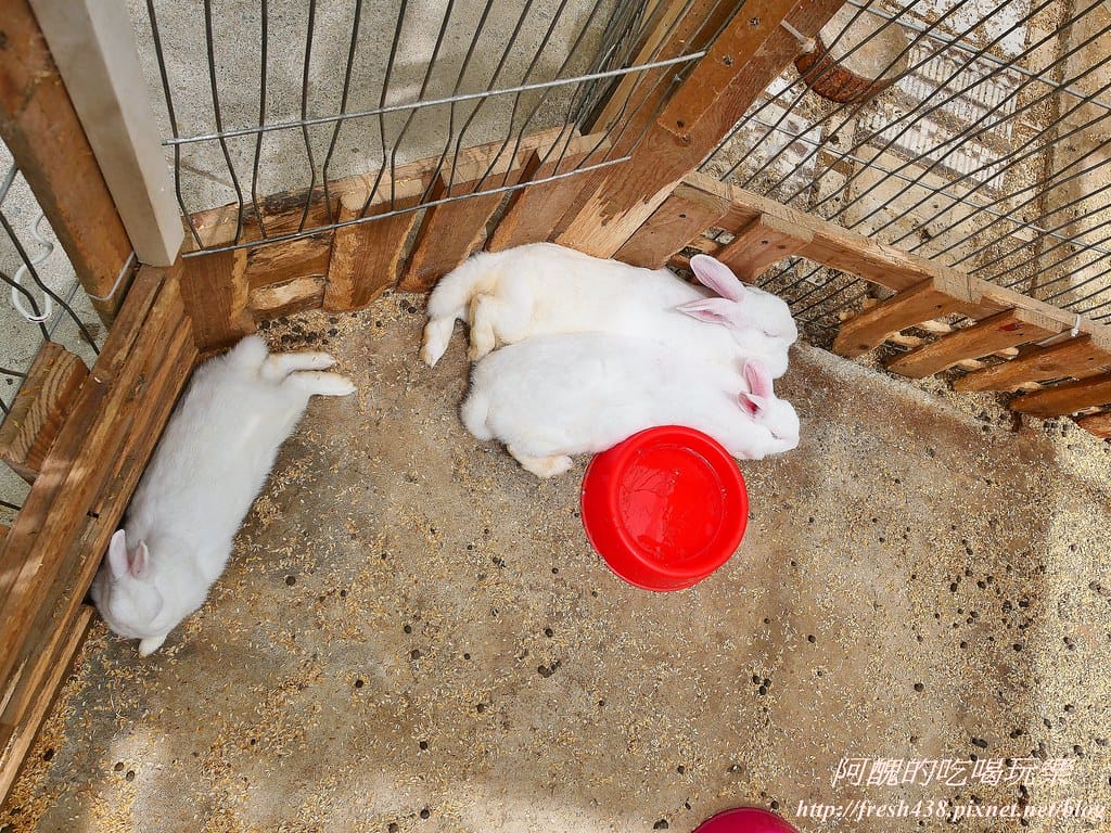 【新北景點】五股準園休閒農場,生態教學一級棒,夏日戲水、手製披薩、體驗釣蝦,四月與九月都有螢火蟲可觀賞! - 第105張圖 32-4