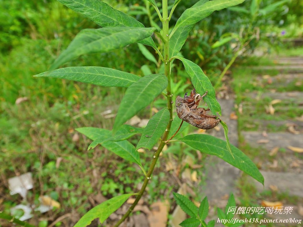 【新北景點】五股準園休閒農場,生態教學一級棒,夏日戲水、手製披薩、體驗釣蝦,四月與九月都有螢火蟲可觀賞! - 第58張圖 80-16