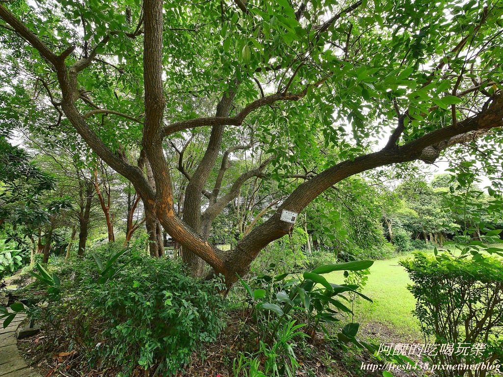 【新北景點】五股準園休閒農場,生態教學一級棒,夏日戲水、手製披薩、體驗釣蝦,四月與九月都有螢火蟲可觀賞! - 第51張圖 80-5