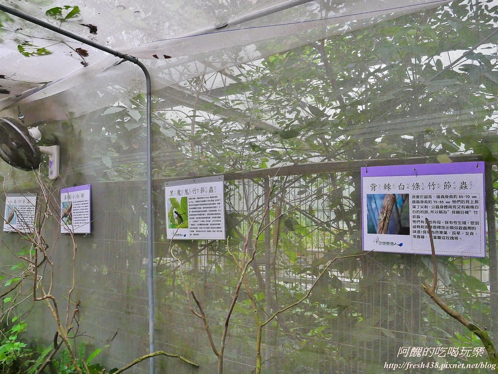 【新北景點】五股準園休閒農場,生態教學一級棒,夏日戲水、手製披薩、體驗釣蝦,四月與九月都有螢火蟲可觀賞! - 第35張圖 16