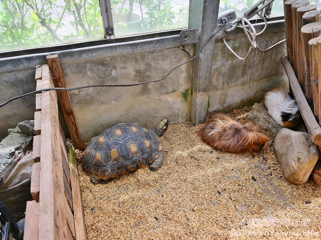 【新北景點】五股準園休閒農場,生態教學一級棒,夏日戲水、手製披薩、體驗釣蝦,四月與九月都有螢火蟲可觀賞! - 第104張圖 32-3