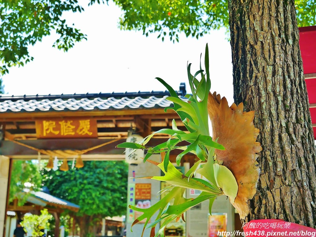 【花蓮景點】慶修院,三級國家古蹟,古色古香的日本佛寺與庭園造景,300元可穿浴衣,地址/停車場/門票/浴衣體驗資訊全公開,一旁還有超美味的慶修院馬告香腸。 - 第46張圖 42